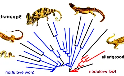Evolution of a Snake