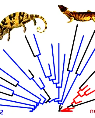 Evolution of a Snake: The Showgirl Experience