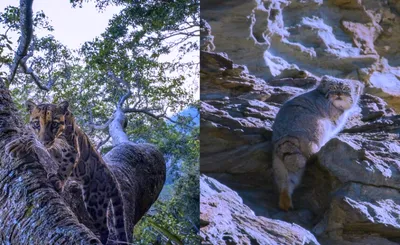 National Geographic Live: Wild Cats Revealed