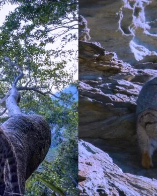 National Geographic Live: Wild Cats Revealed