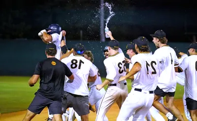New Britain Bees
