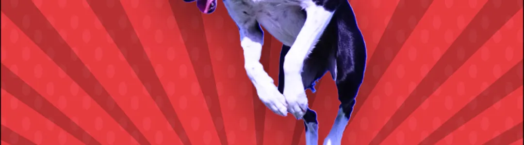 The Canine Stars Stunt Dog Show