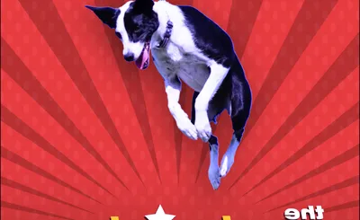 The Canine Stars Stunt Dog Show